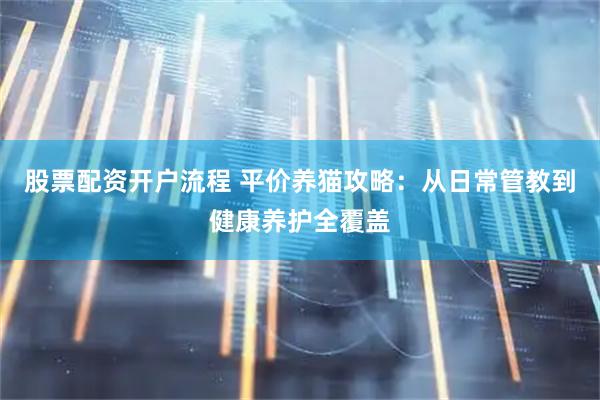 股票配资开户流程 平价养猫攻略:从日常管教到健康养护全覆盖